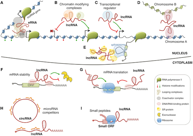 What is Long non-coding RNA (lncRNA)?