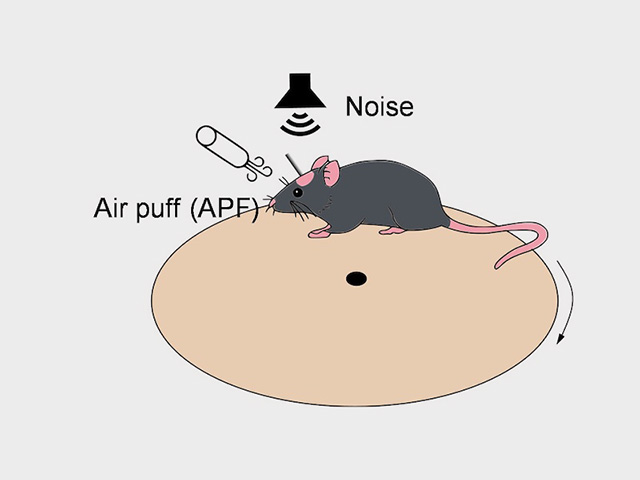 CityU scientists reveal new neurocircuitry essential for animals to sense environmental cues of imminent danger