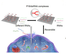 Intracellular biopsy technique for fast microRNAs profiling in living cells