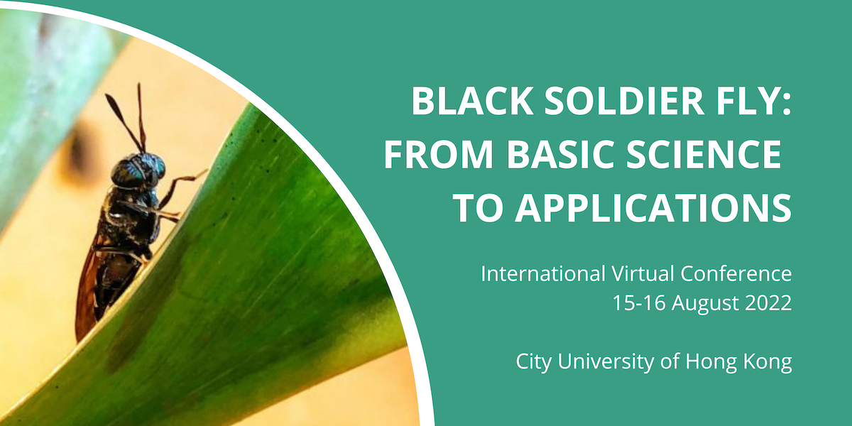 black soldier fly