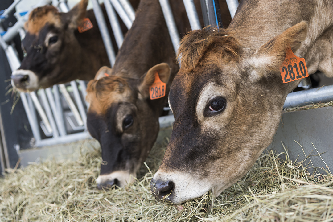 jersey cow1