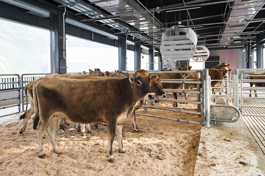jersey cow2