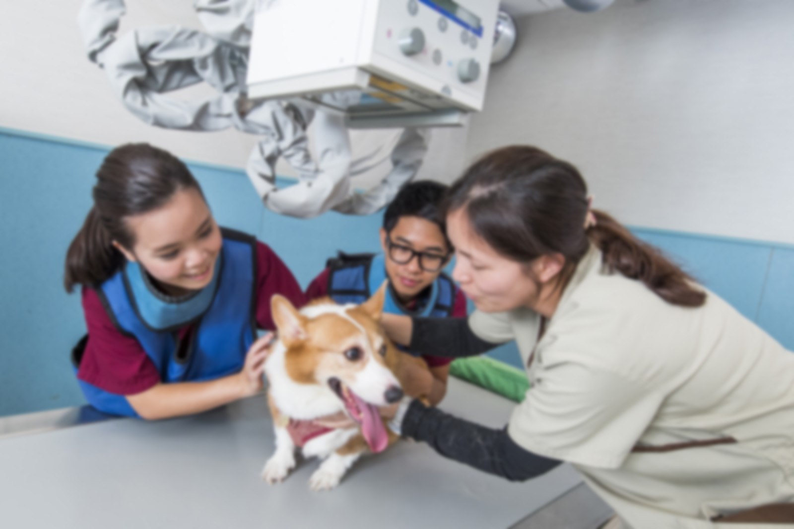 Covid tests for small mammals through CityU, Prenetics partnership