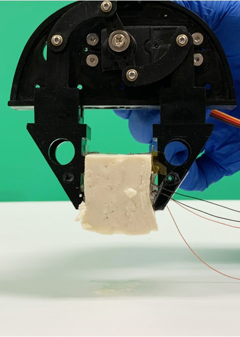 tofu