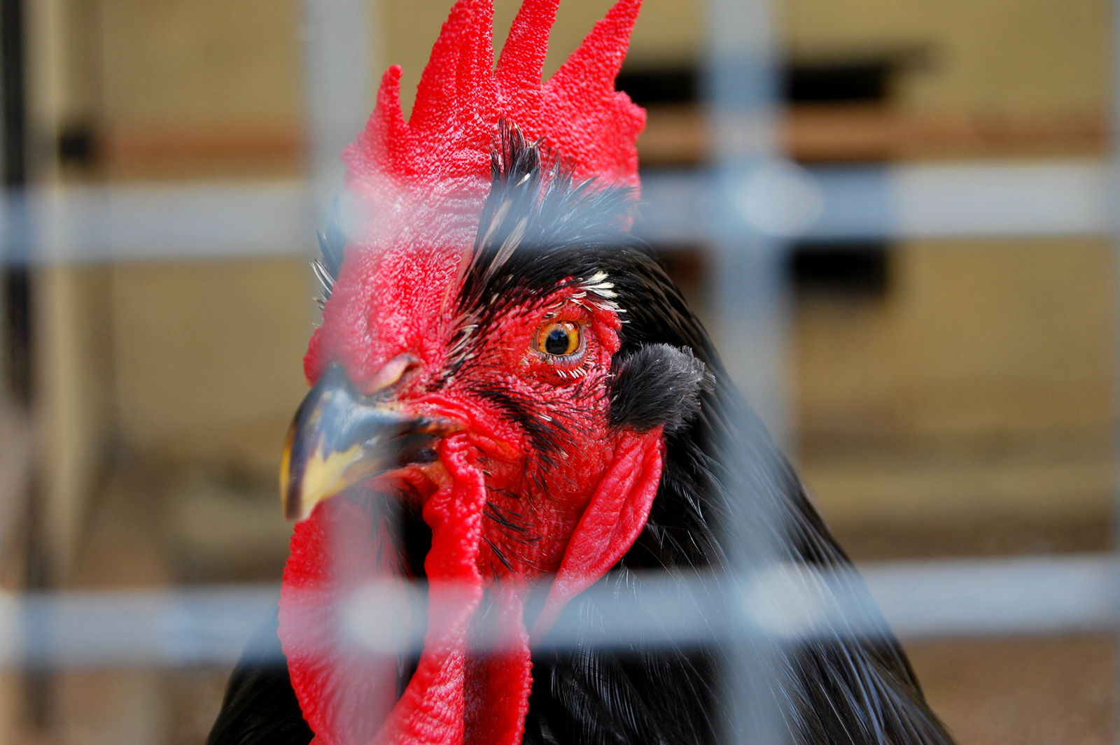 The algorithm accurately detects when the chickens are stressed owing to their internal physical condition or external factors.