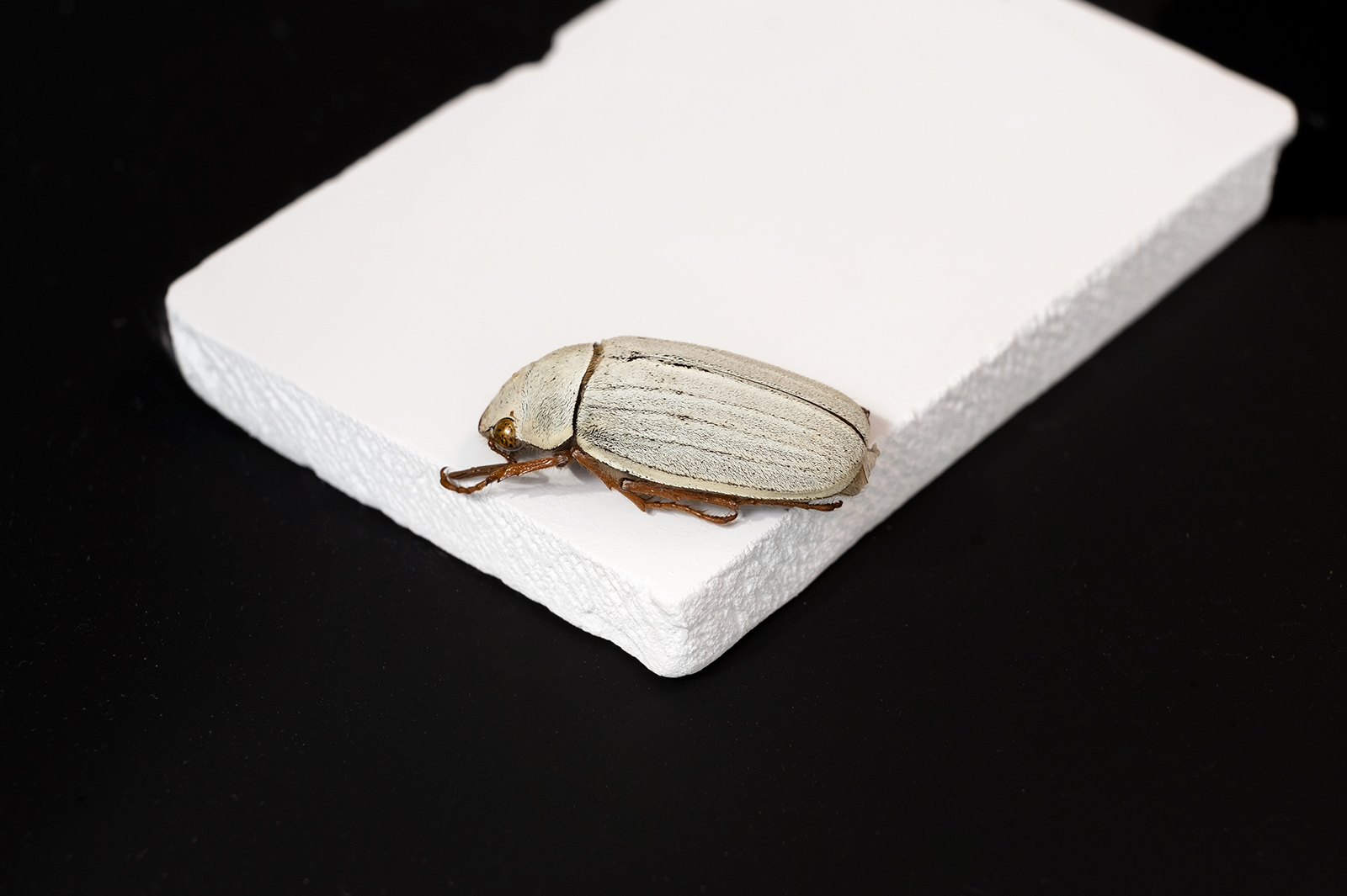 By mimicking the bio-whiteness of Cyphochilus, the bio-inspired high-solar-reflectivity ceramic provides efficient passive radiative cooling and holds great potential for reducing the energy consumption of indoor cooling.