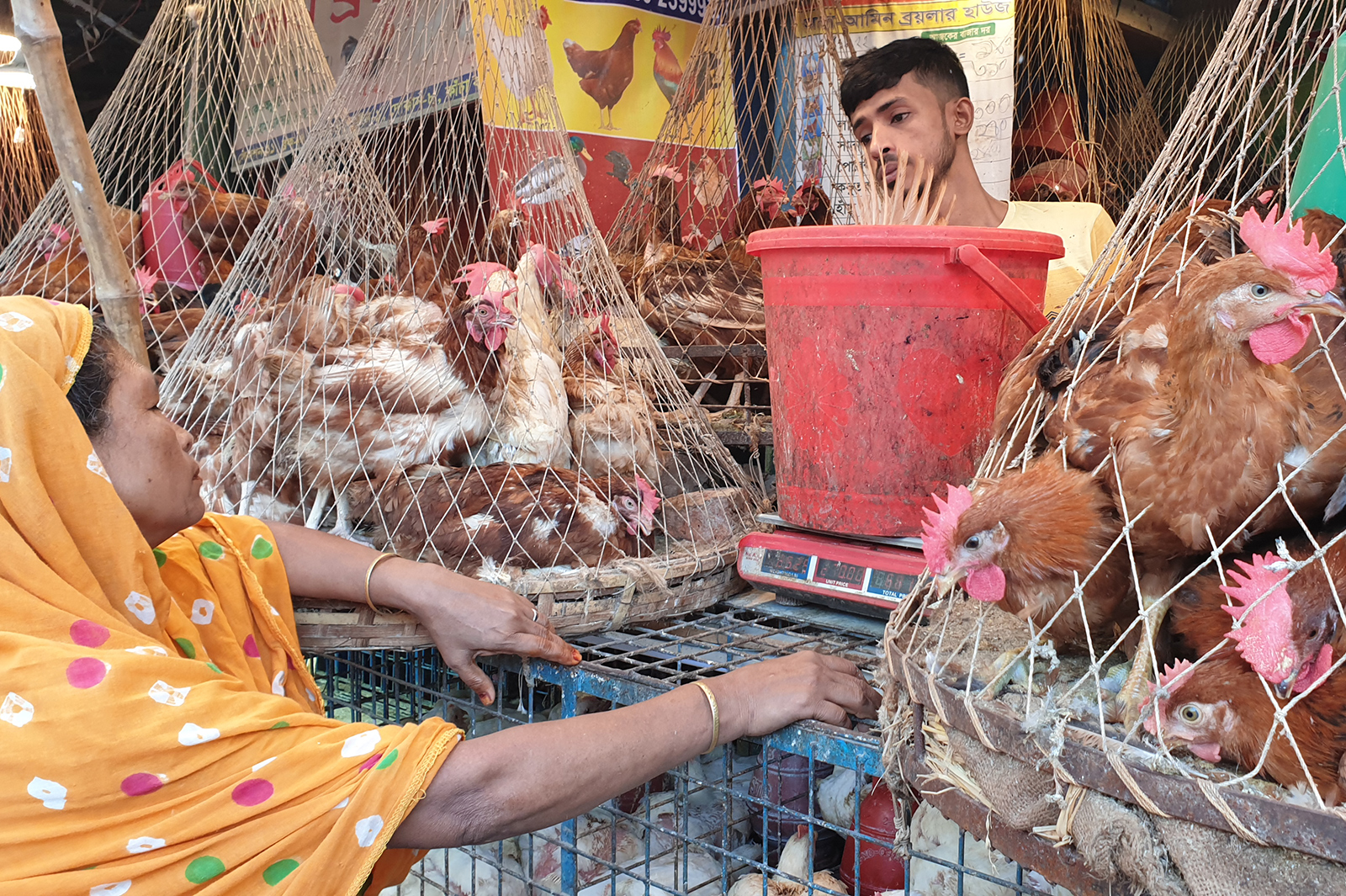 Live bird market in Dhaka.