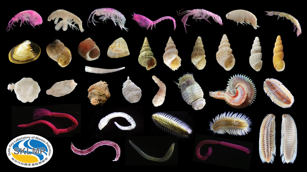 Trawling