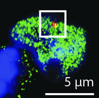 Protein signal