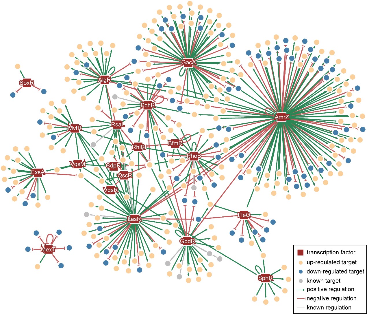 Figure 1. Visualization of the PAGnet. PAGnet is established by integrated twenty Pseudomonas aeruginosa transcriptional factors regulons.