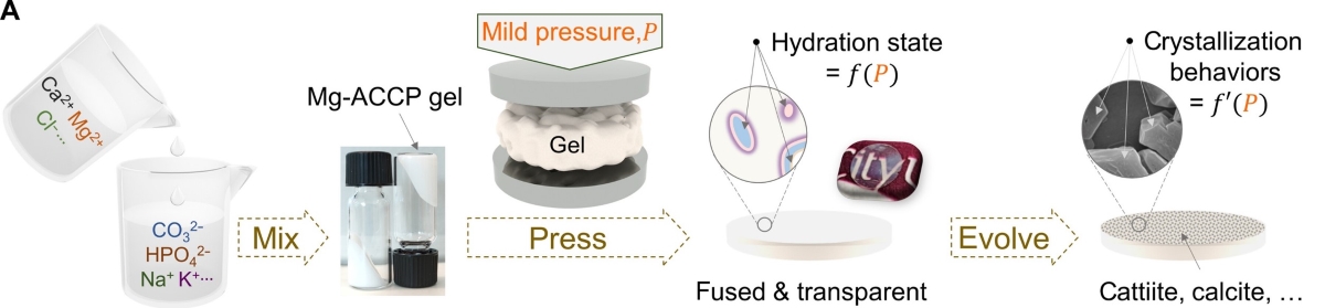 Schematic diagram from salt water to bioceramics: stable amorphous gels, fusion under mild pressure, and control over hydration and crystallization.