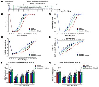 Delay metaxalone treatment still promotes robust in vivo axon regeneration and function recovery after PNI.