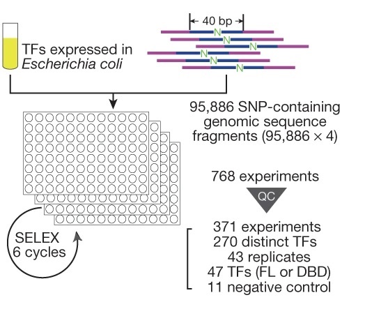 SNP-SELEX