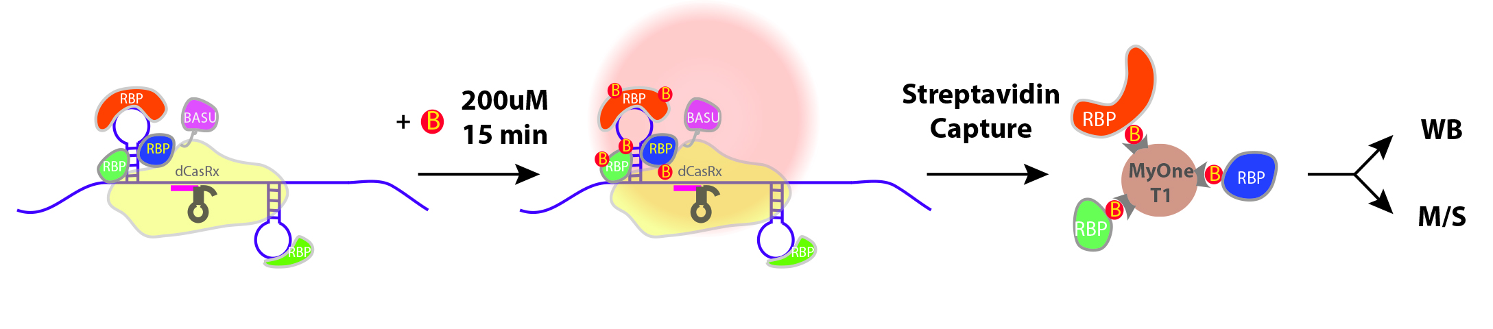 Scheme of CARPID
