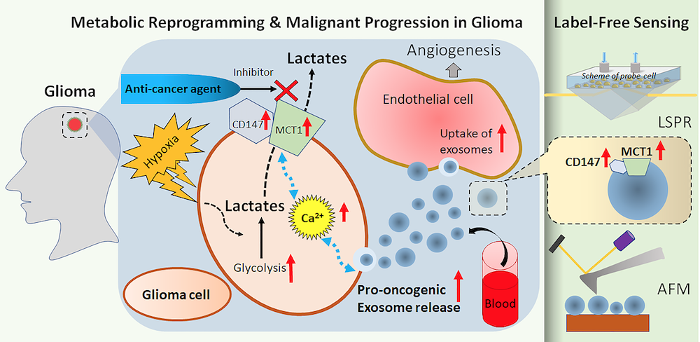 Hypoxic glioma cells
