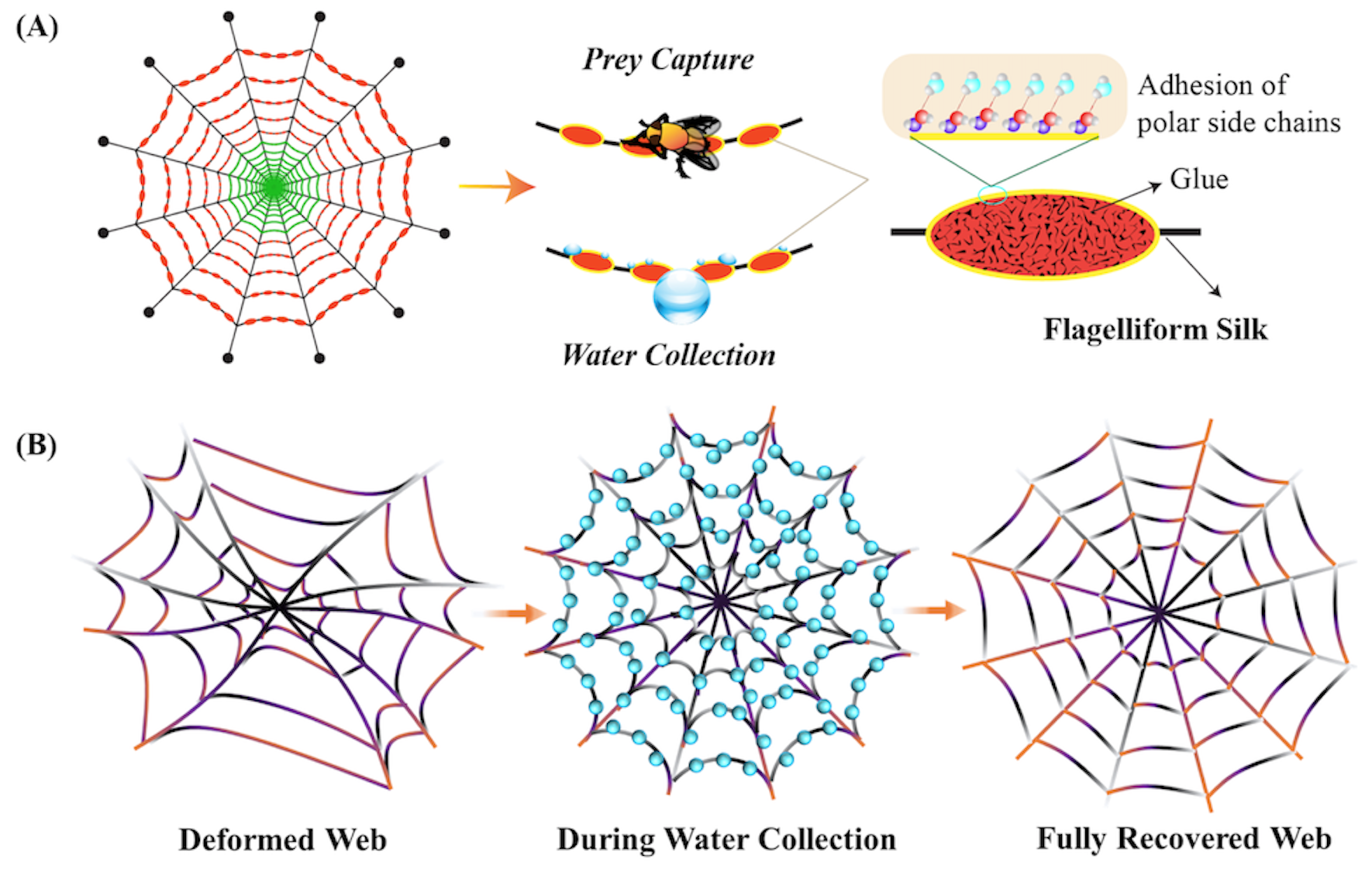 Spider‐Capture‐Silk‐Like Fiber