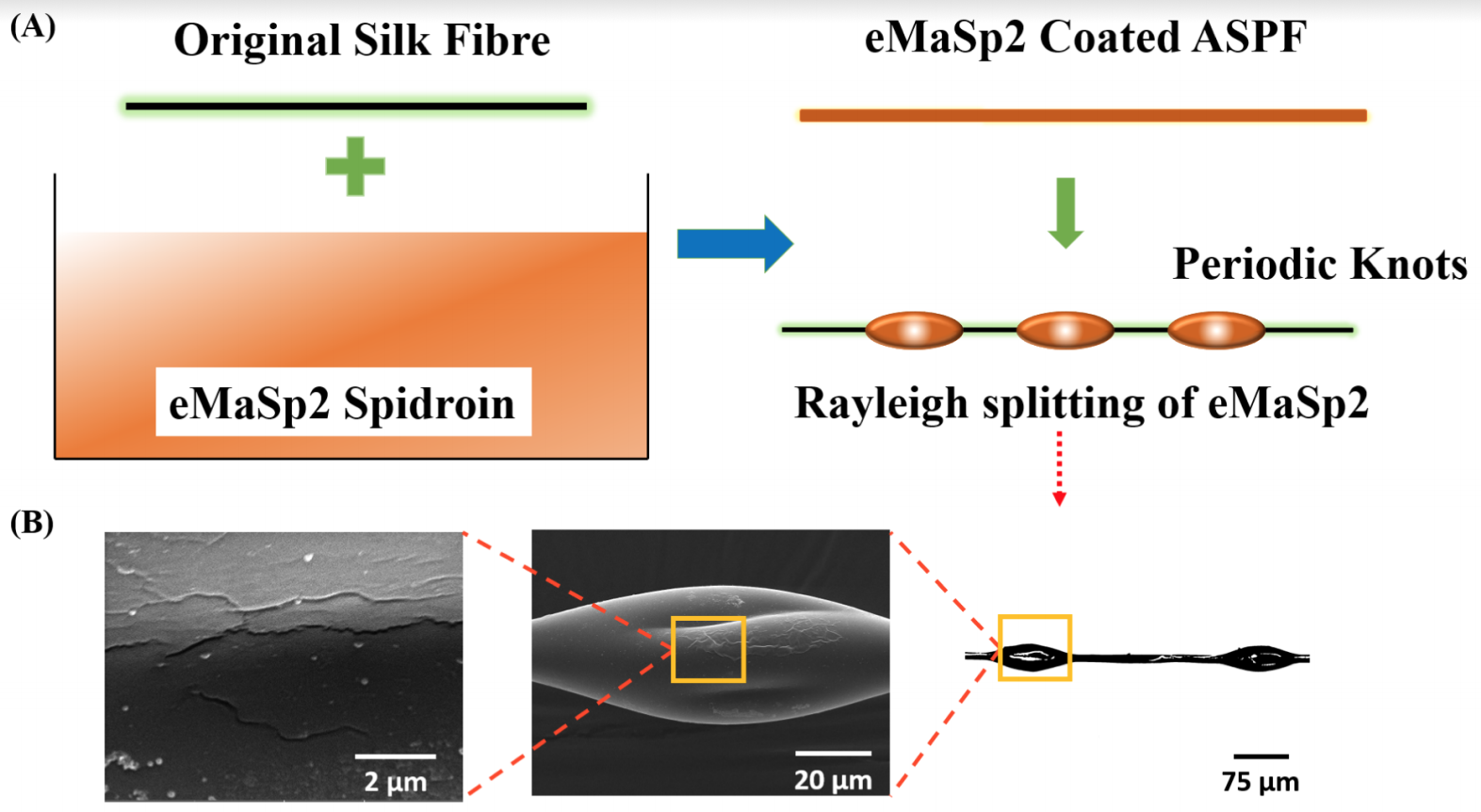spider-capture-silk