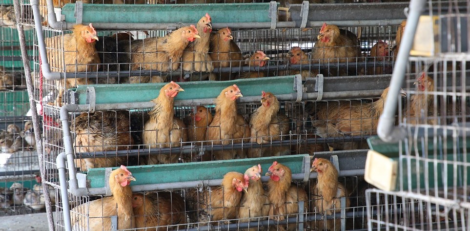 chicken