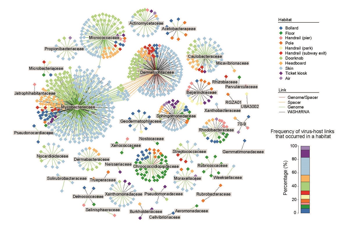 Viruses-Bacteria interactions in Man-made Environments