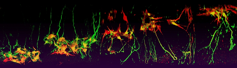 Neuronal response to Sema3A gradients of decreasing steepness