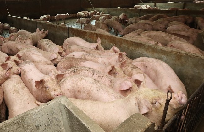 pig