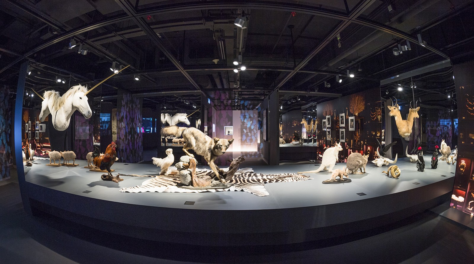The Maison Deyrolle Cabinet of Curiosities: Nature Art Education
