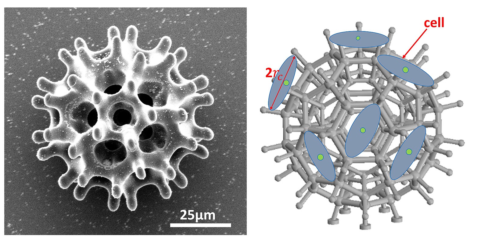 A revolutionary magnetic microscopic robot developed by CityU can carry cells to precise locations in live animals.