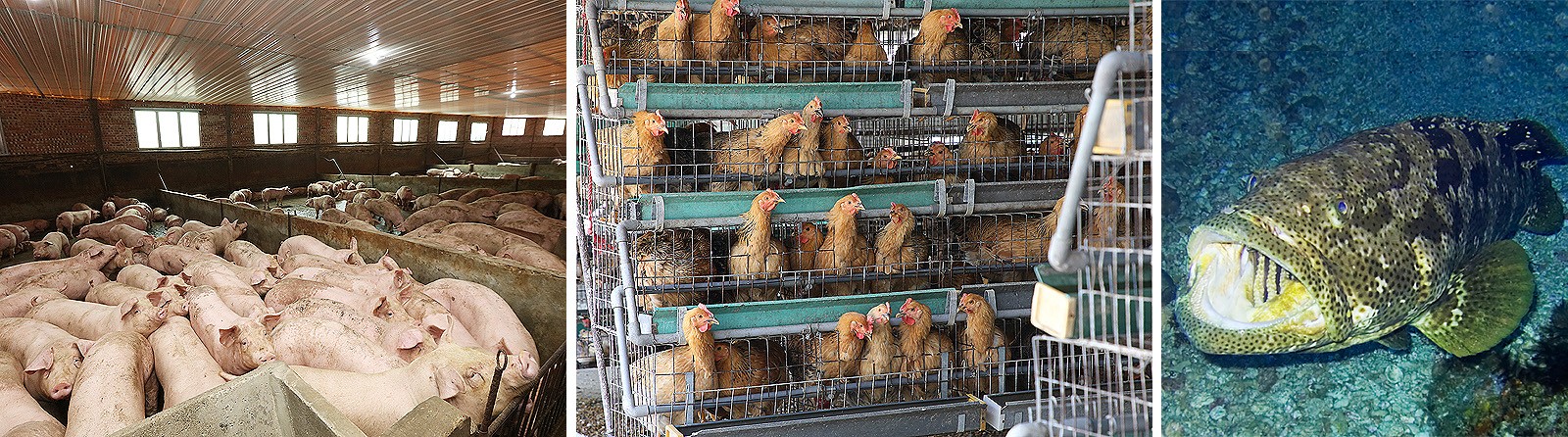 livestock and fish