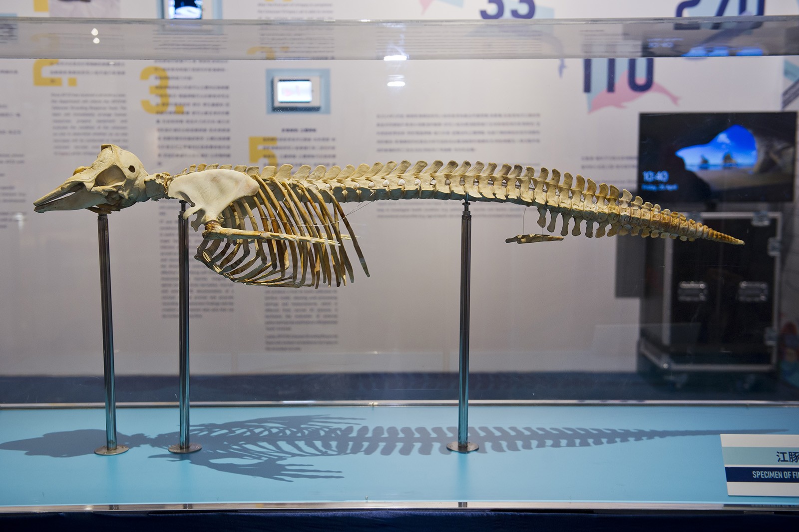 Specimen of finless porpoise skeleton