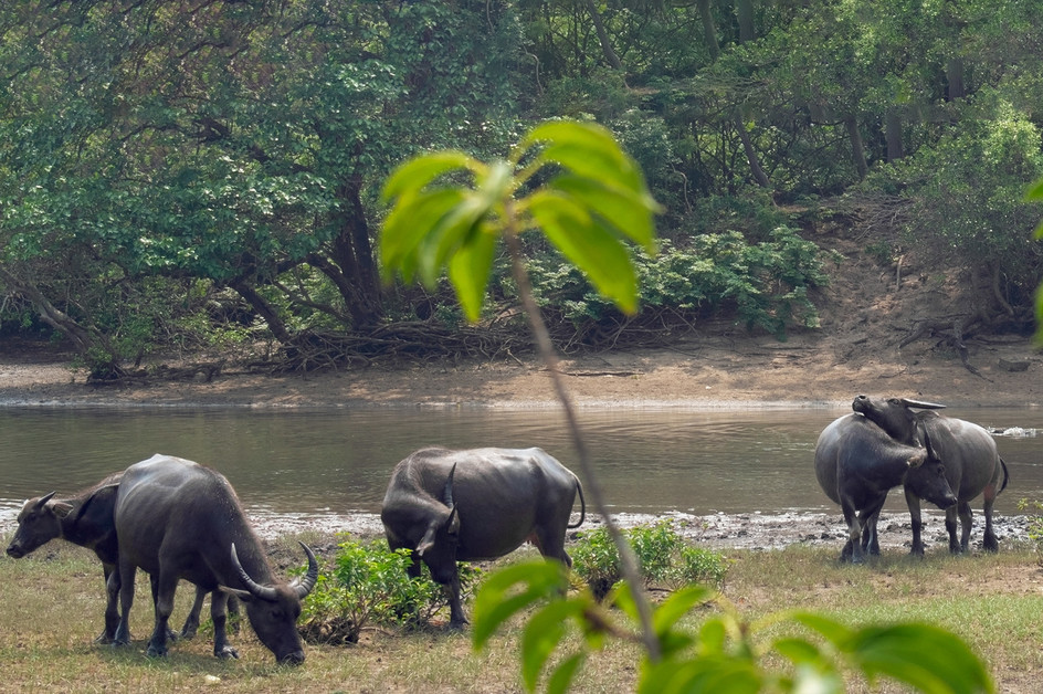 Feral female buffalo build friendships based on similar personality traits, suggest animal welfare experts at CityUHK