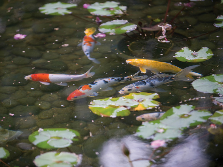 pond