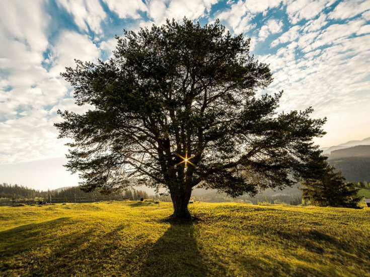 tree