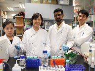 New strategy to harness red blood cell vesicles for gene therapies against cancer