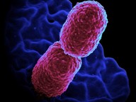 A weapon to make a superbug to become more deadly