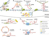 lncRNA