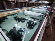 Fish Tank