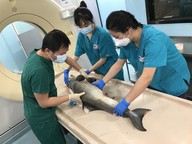 Dolphin