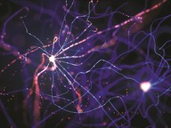 Brain