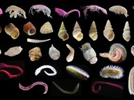trawl ban