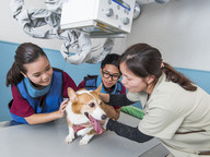 Covid tests for small mammals