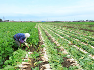 croplands