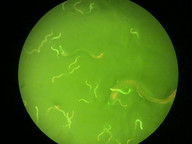 C. elegans