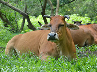 Highly novel insights into the complex social lives of feral cattle Primary tabs