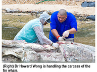 140404_whale-1.jpg Thumbnail
