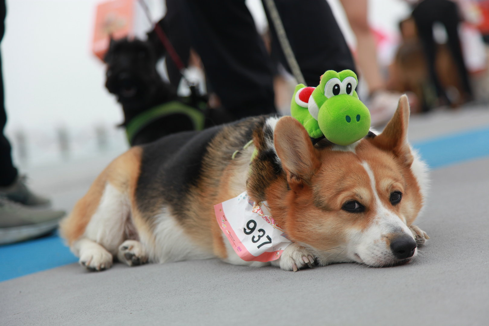 Social Inclusion Charity Run with Pets