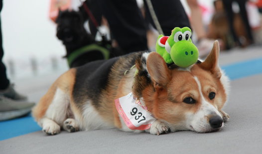 Social Inclusion Charity Run with Pets